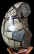 Septarian Dragon Egg Geode - Black Crystals #55719-1